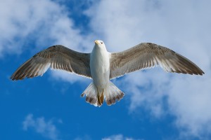 Gull 